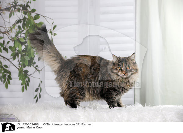 junge Maine Coon / young Maine Coon / RR-102486