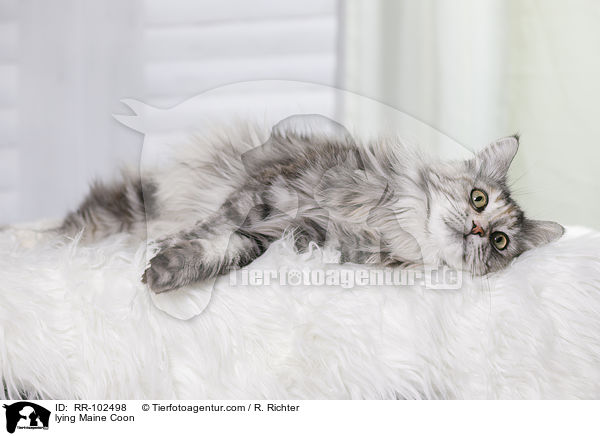 liegende Maine Coon / lying Maine Coon / RR-102498