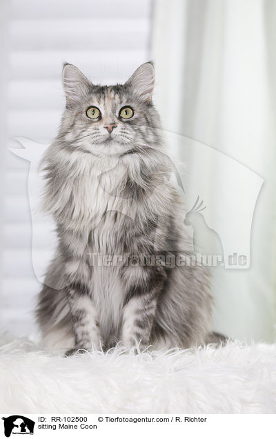 sitzende Maine Coon / sitting Maine Coon / RR-102500