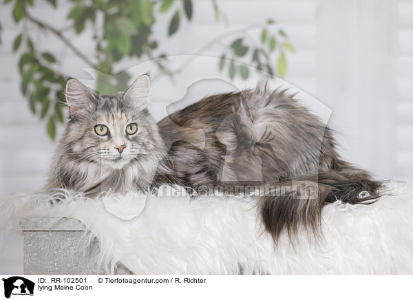 liegende Maine Coon / lying Maine Coon / RR-102501