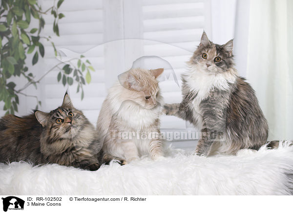 3 Maine Coons / 3 Maine Coons / RR-102502