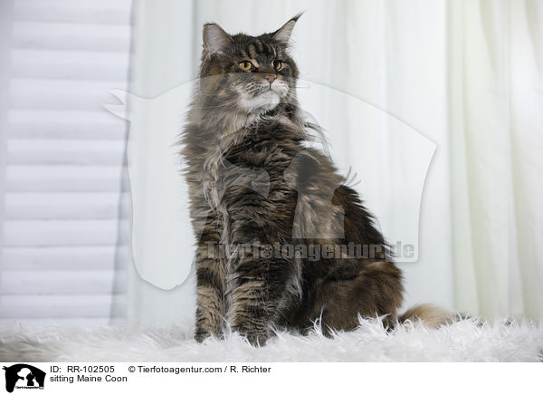 sitzende Maine Coon / sitting Maine Coon / RR-102505