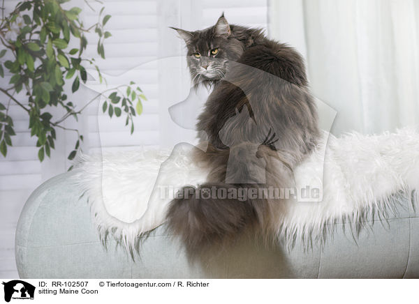 sitzende Maine Coon / sitting Maine Coon / RR-102507