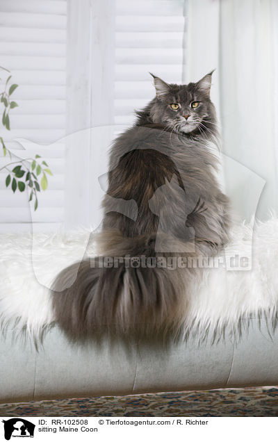 sitzende Maine Coon / sitting Maine Coon / RR-102508