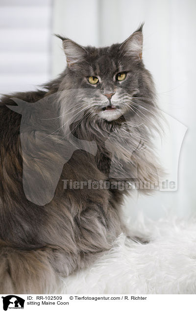 sitzende Maine Coon / sitting Maine Coon / RR-102509