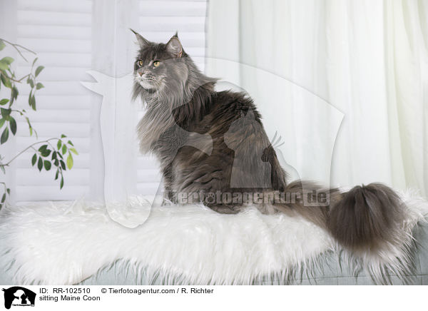 sitzende Maine Coon / sitting Maine Coon / RR-102510