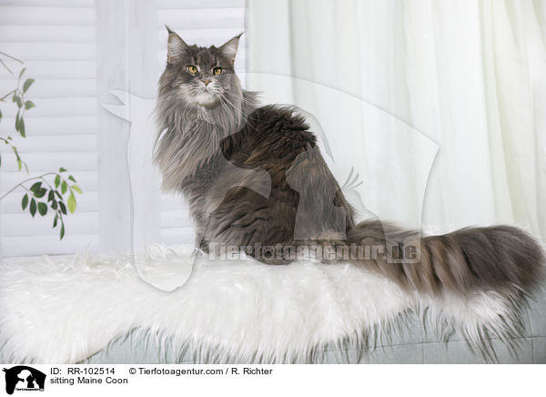 sitzende Maine Coon / sitting Maine Coon / RR-102514