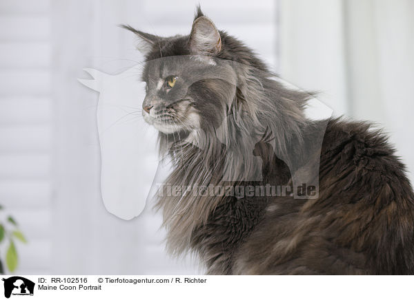 Maine Coon Portrait / Maine Coon Portrait / RR-102516