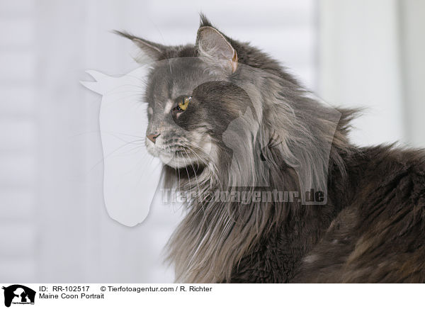 Maine Coon Portrait / Maine Coon Portrait / RR-102517