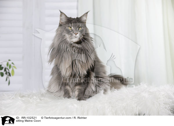 sitzende Maine Coon / sitting Maine Coon / RR-102521