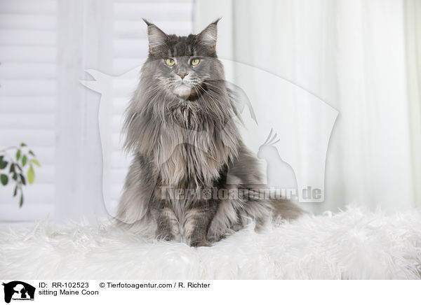 sitzende Maine Coon / sitting Maine Coon / RR-102523