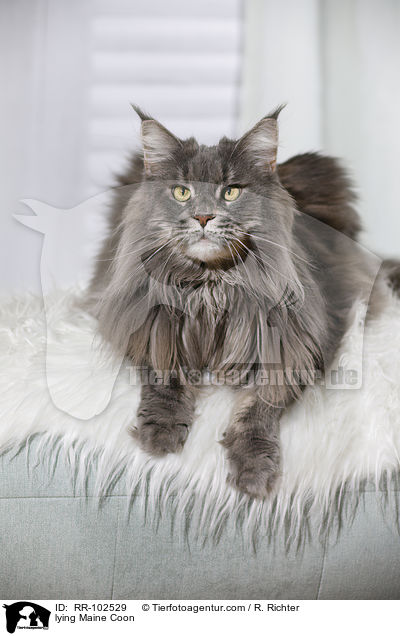 liegende Maine Coon / lying Maine Coon / RR-102529