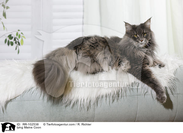 liegende Maine Coon / lying Maine Coon / RR-102538