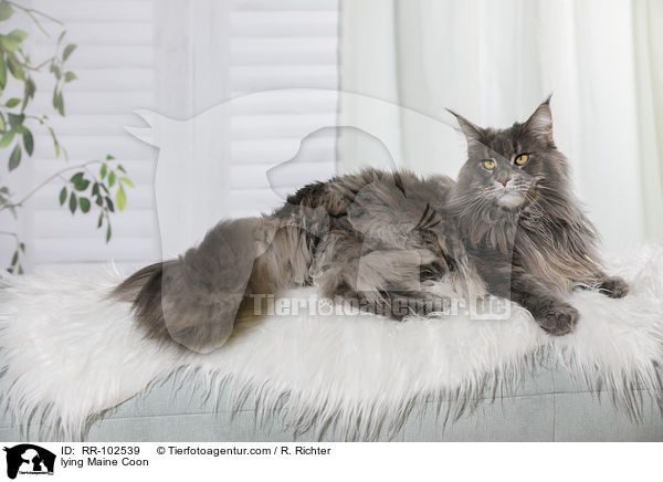 liegende Maine Coon / lying Maine Coon / RR-102539