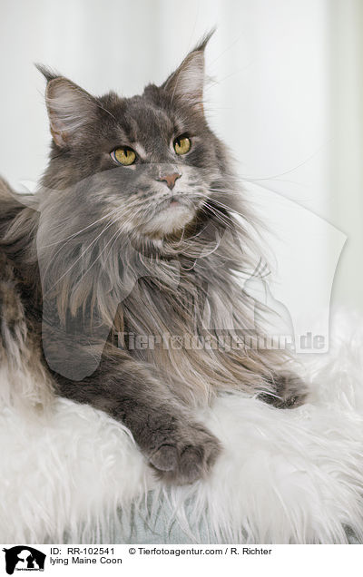 liegende Maine Coon / lying Maine Coon / RR-102541