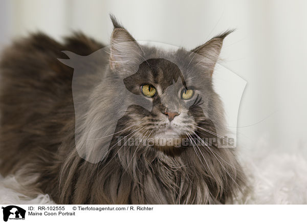 Maine Coon Portrait / Maine Coon Portrait / RR-102555