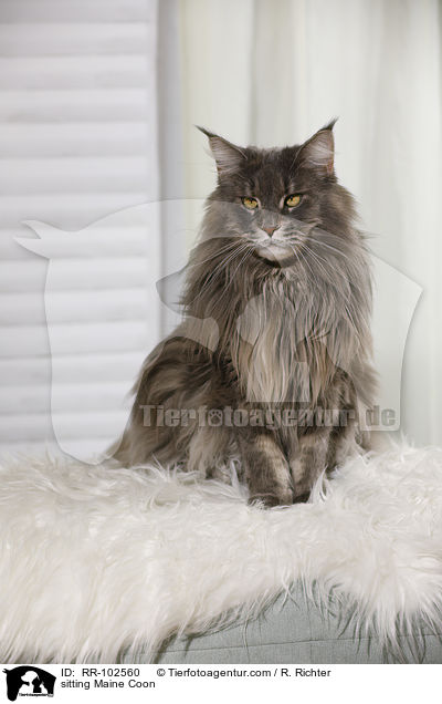 sitzende Maine Coon / sitting Maine Coon / RR-102560