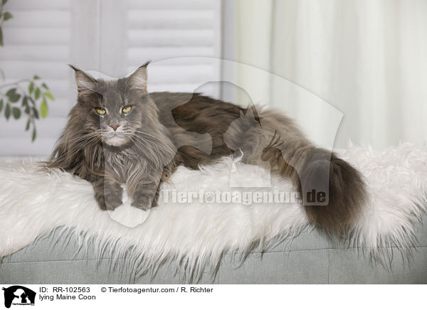 liegende Maine Coon / lying Maine Coon / RR-102563