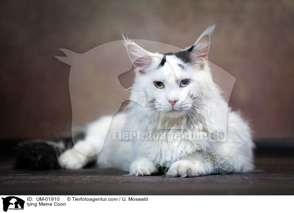 liegende Maine Coon / lying Maine Coon / UM-01910