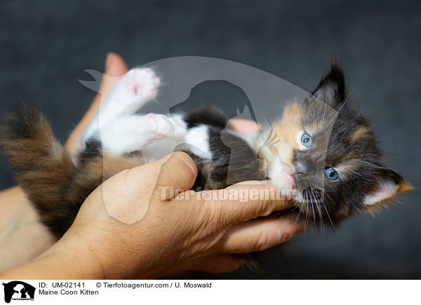 Maine Coon Kitten / UM-02141