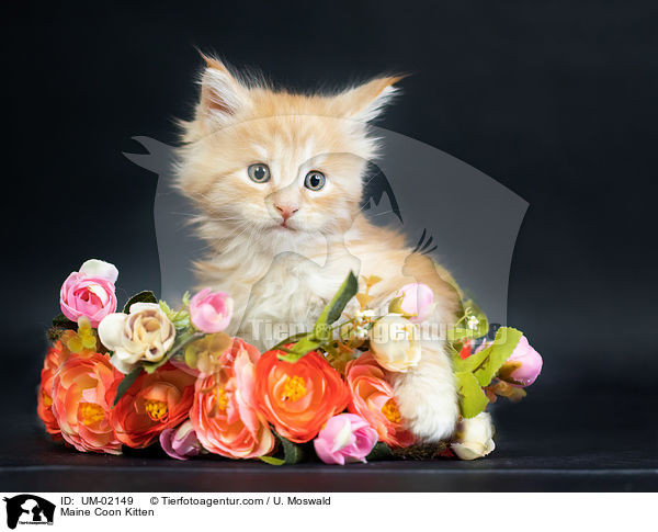 Maine Coon Ktzchen / Maine Coon Kitten / UM-02149