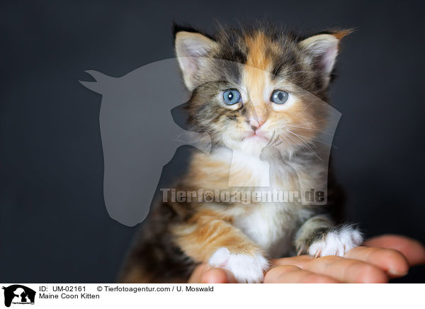 Maine Coon Ktzchen / Maine Coon Kitten / UM-02161