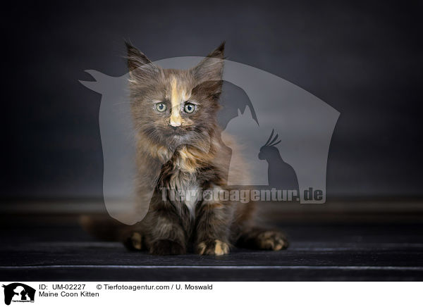 Maine Coon Ktzchen / Maine Coon Kitten / UM-02227