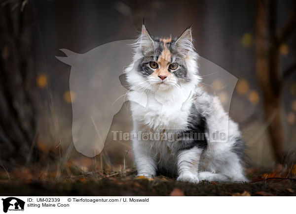 sitzende Maine Coon / sitting Maine Coon / UM-02339