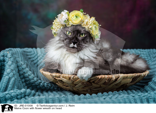 Maine Coon mit Blumenkranz auf dem Kopf / Maine Coon with flower wreath on head / JRE-01008