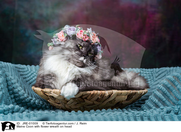 Maine Coon mit Blumenkranz auf dem Kopf / Maine Coon with flower wreath on head / JRE-01009