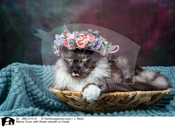 Maine Coon mit Blumenkranz auf dem Kopf / Maine Coon with flower wreath on head / JRE-01010