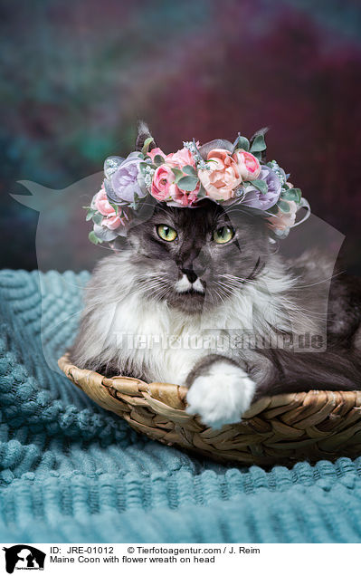 Maine Coon mit Blumenkranz auf dem Kopf / Maine Coon with flower wreath on head / JRE-01012