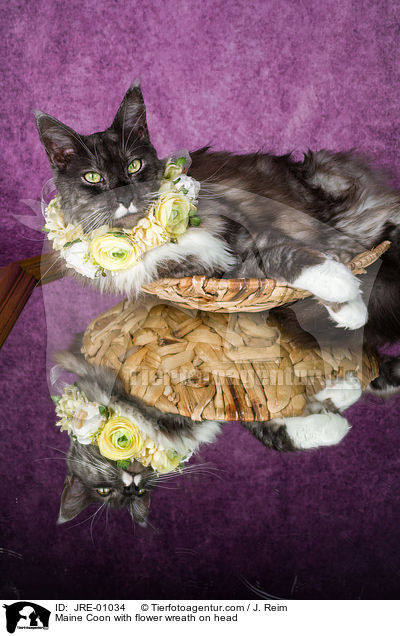 Maine Coon mit Blumenkranz auf dem Kopf / Maine Coon with flower wreath on head / JRE-01034