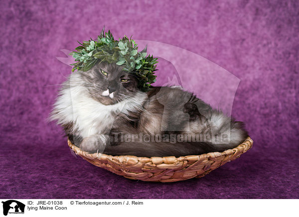liegende Maine Coon / lying Maine Coon / JRE-01038