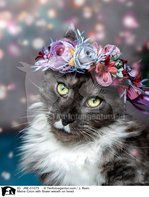 Maine Coon mit Blumenkranz auf dem Kopf / Maine Coon with flower wreath on head / JRE-01075