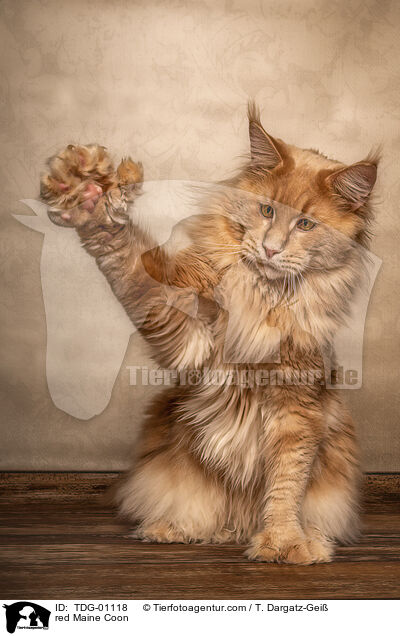 rote Maine Coon / red Maine Coon / TDG-01118