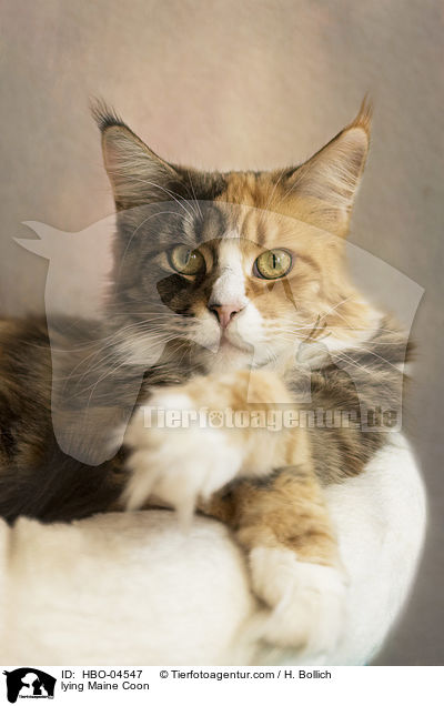 liegende Maine Coon / lying Maine Coon / HBO-04547