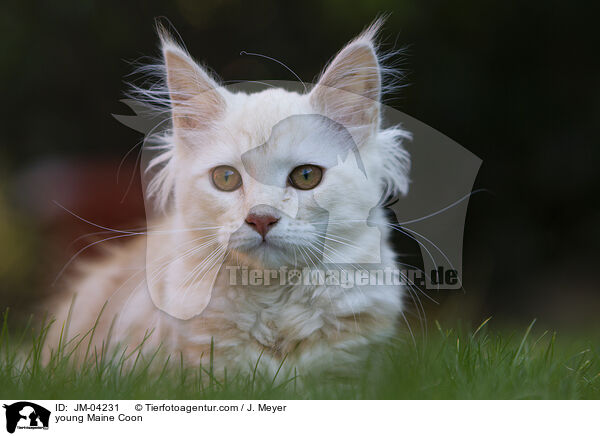 junge Maine Coon / young Maine Coon / JM-04231