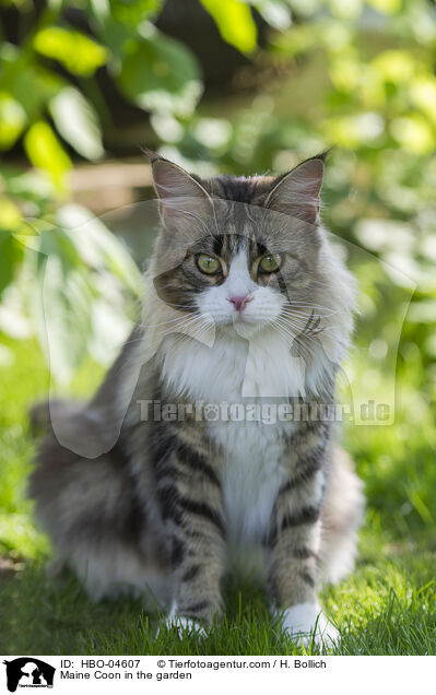 Maine Coon im Garten / Maine Coon in the garden / HBO-04607