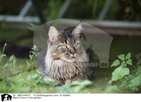 Maine Coon im Garten / Maine Coon in the garden / HBO-04610