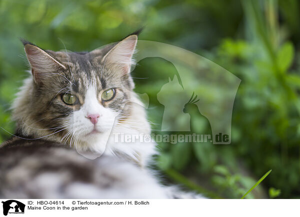 Maine Coon im Garten / Maine Coon in the garden / HBO-04614