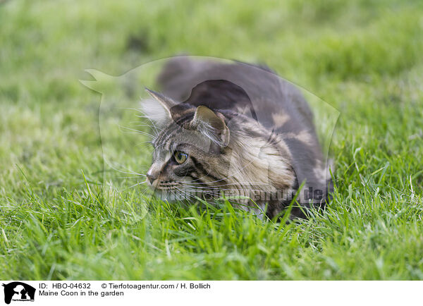 Maine Coon im Garten / Maine Coon in the garden / HBO-04632