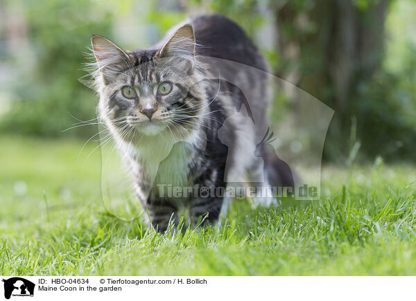 Maine Coon im Garten / Maine Coon in the garden / HBO-04634