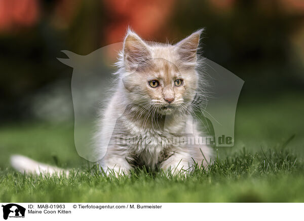 Maine Coon Ktzchen / Maine Coon Kitten / MAB-01963