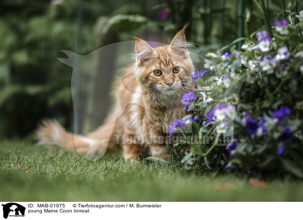 junger Maine Coon Kater / young Maine Coon tomcat / MAB-01975
