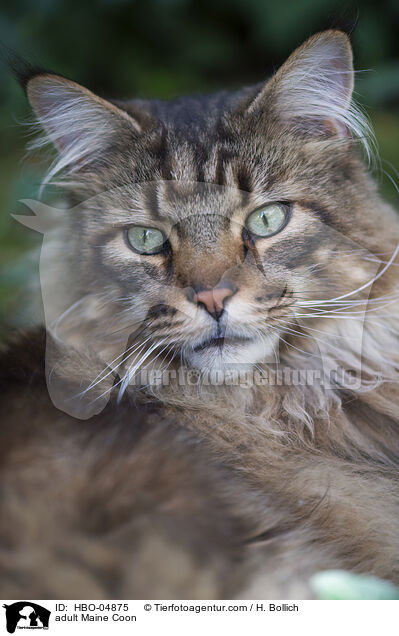 erwachsene Maine Coon / adult Maine Coon / HBO-04875