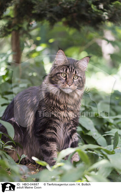 erwachsene Maine Coon / adult Maine Coon / HBO-04887