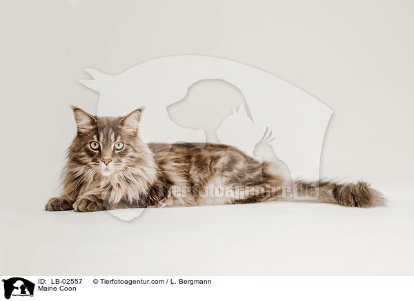 Maine Coon / LB-02557