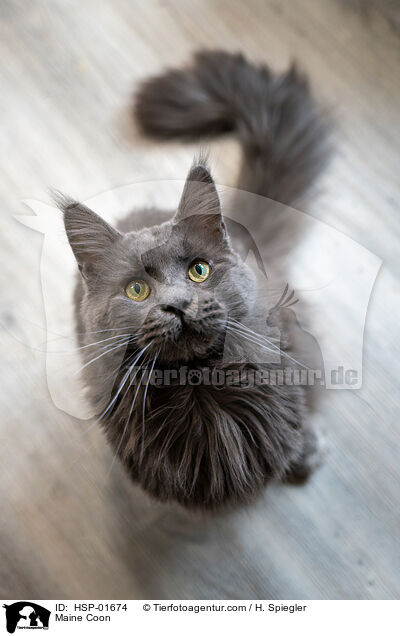 Maine Coon / Maine Coon / HSP-01674