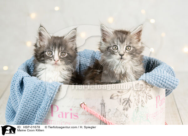 Maine Coon Ktzchen / Maine Coon Kitten / HSP-01678